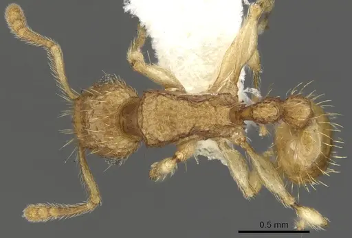 Tetramorium adelphon specimen CASENT0901074 image casent0901074_2
