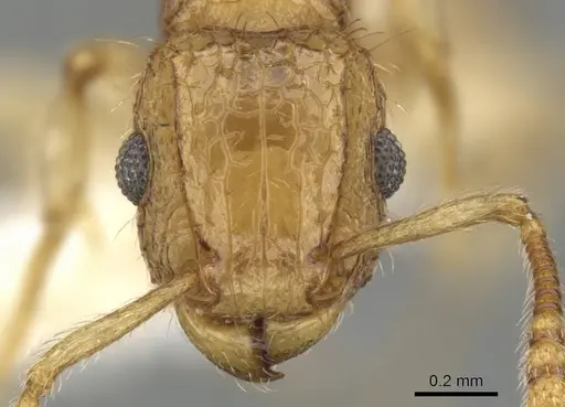 Tetramorium adelphon specimen CASENT0901074 image casent0901074_3