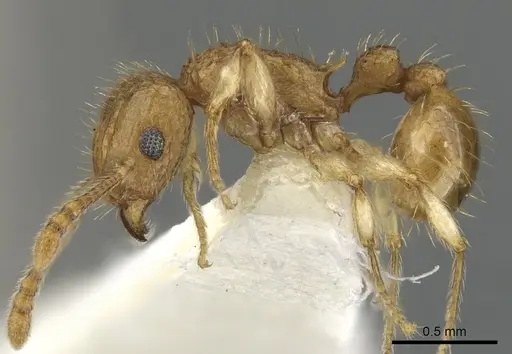 Tetramorium adelphon specimen CASENT0901074 image casent0901074_4