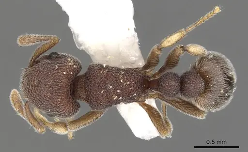 Tetramorium adpressum specimen CASENT0901066 image casent0901066_1