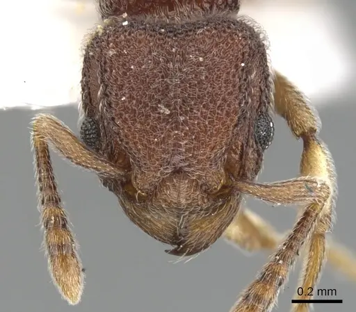 Tetramorium adpressum specimen CASENT0901066 image casent0901066_2