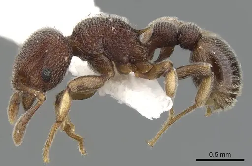 Tetramorium adpressum specimen CASENT0901066 image casent0901066_3