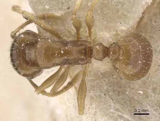 Tetramorium aegeum specimen CASENT0913984 image casent0913984_1