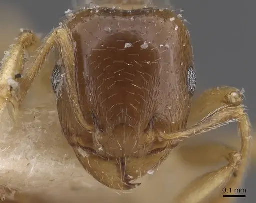 Tetramorium aegeum specimen CASENT0913984 image casent0913984_2