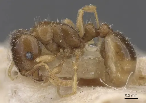 Tetramorium aegeum specimen CASENT0913984 image casent0913984_3