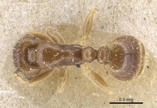 Tetramorium aegeum specimen CASENT0917080 image casent0917080_1