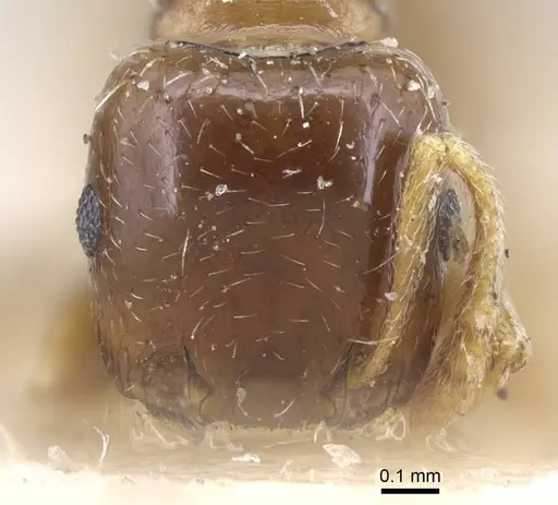 Tetramorium aegeum specimen CASENT0917080 image casent0917080_2