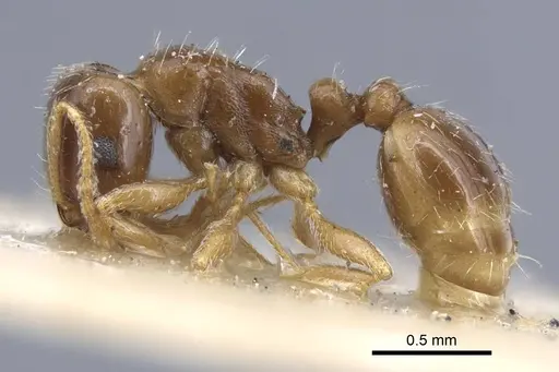 Tetramorium aegeum specimen CASENT0917080 image casent0917080_3