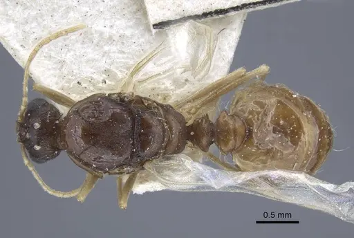 Tetramorium aegeum specimen CASENT0917081 image casent0917081_1