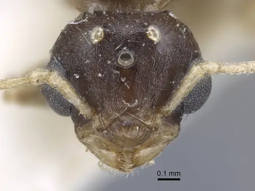 Tetramorium aegeum specimen CASENT0917081 image casent0917081_2