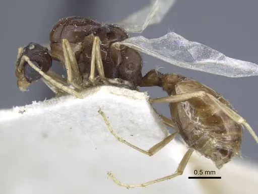 Tetramorium aegeum specimen CASENT0917081 image casent0917081_3