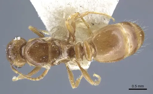 Tetramorium aegeum specimen CASENT0917082 image casent0917082_1