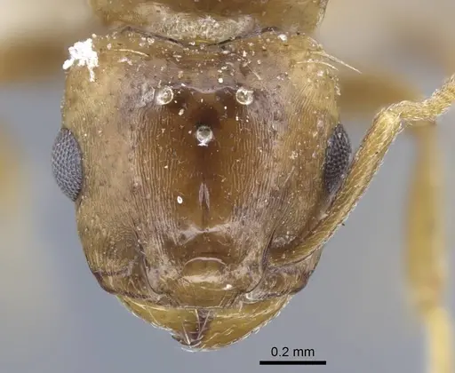 Tetramorium aegeum specimen CASENT0917082 image casent0917082_2