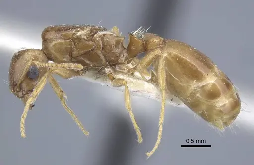Tetramorium aegeum specimen CASENT0917082 image casent0917082_3
