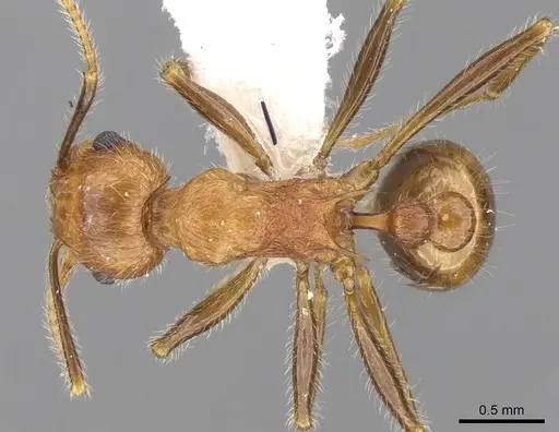 Tetramorium africanum specimen CASENT0280920 image casent0280920_1