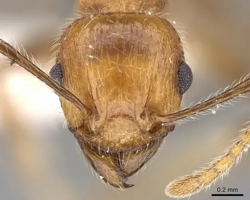 Tetramorium africanum specimen CASENT0280920 image casent0280920_2