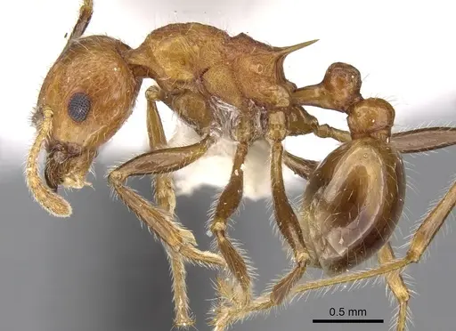 Tetramorium africanum specimen CASENT0280920 image casent0280920_3