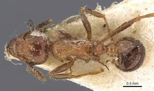 Tetramorium africanum specimen CASENT0909203 image casent0909203_1