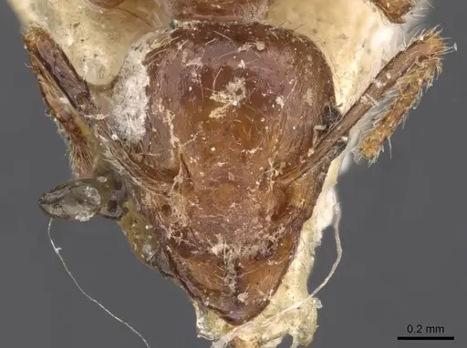 Tetramorium africanum specimen CASENT0909203 image casent0909203_2