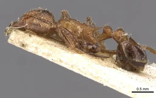 Tetramorium africanum specimen CASENT0909203 image casent0909203_3