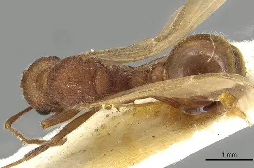 Tetramorium africanum specimen CASENT0915424 image casent0915424_1