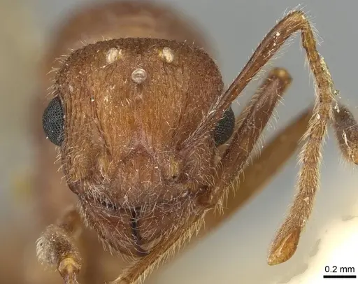 Tetramorium africanum specimen CASENT0915424 image casent0915424_2