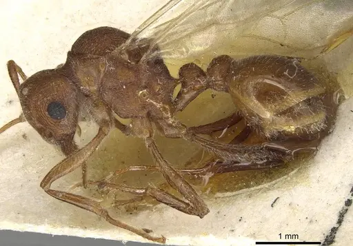Tetramorium africanum specimen CASENT0915424 image casent0915424_3