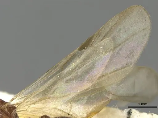 Tetramorium africanum specimen CASENT0915424 image casent0915424_4
