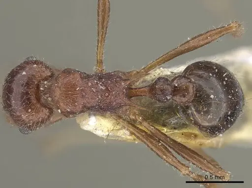 Tetramorium africanum specimen CASENT0919644 image casent0919644_1