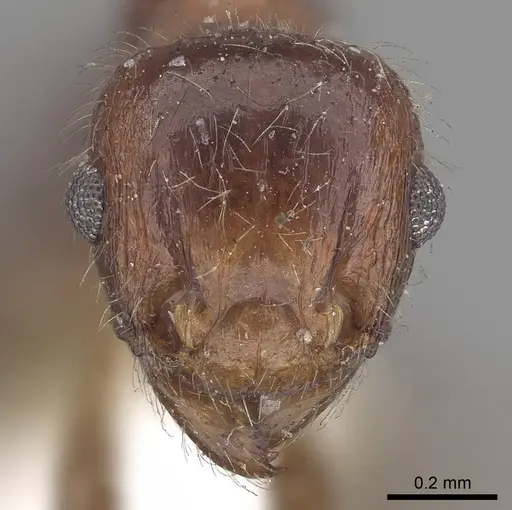 Tetramorium africanum specimen CASENT0919644 image casent0919644_2