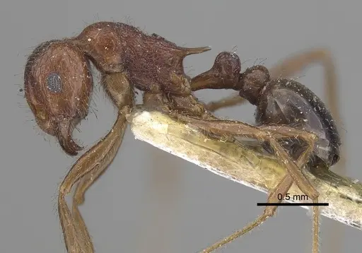 Tetramorium africanum specimen CASENT0919644 image casent0919644_3