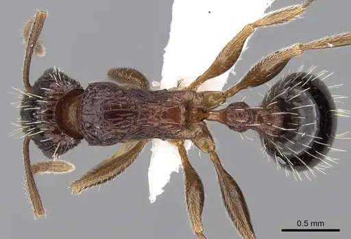 Tetramorium agile specimen CASENT0280910 image casent0280910_1