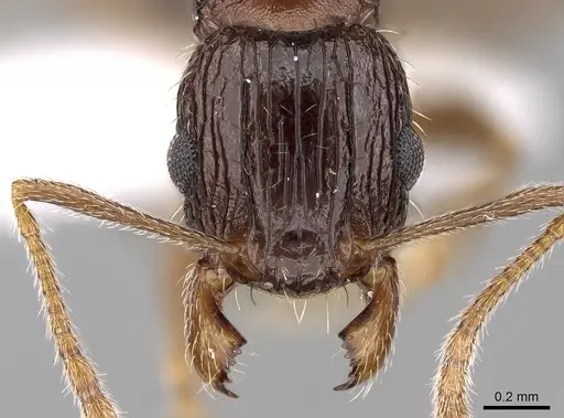 Tetramorium agile specimen CASENT0280910 image casent0280910_2