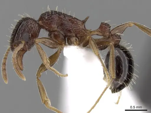 Tetramorium agile specimen CASENT0280910 image casent0280910_3