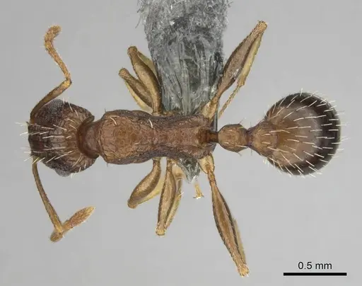 Tetramorium agile specimen CASENT0813991 image casent0813991_1