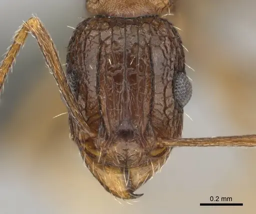 Tetramorium agile specimen CASENT0813991 image casent0813991_2