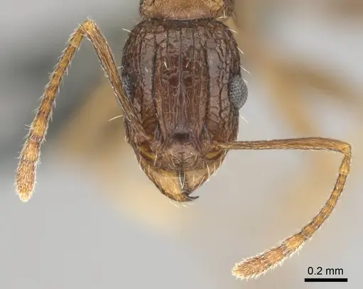 Tetramorium agile specimen CASENT0813991 image casent0813991_3