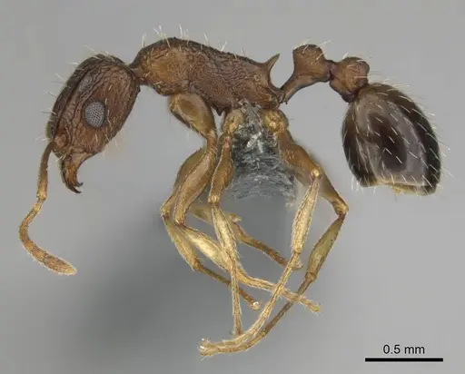 Tetramorium agile specimen CASENT0813991 image casent0813991_4