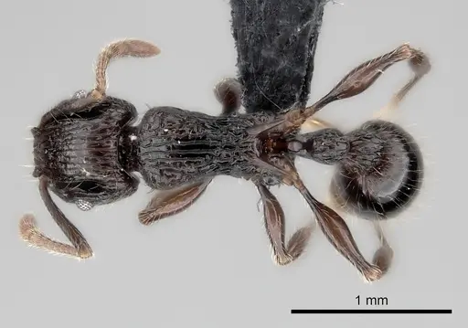 Tetramorium aherni specimen CASENT0009540 image casent0009540_1