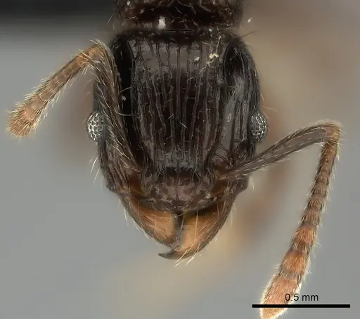 Tetramorium aherni specimen CASENT0009540 image casent0009540_2