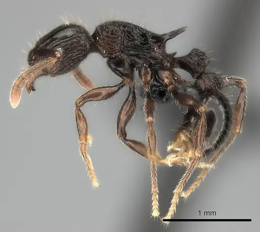 Tetramorium aherni specimen CASENT0009540 image casent0009540_3
