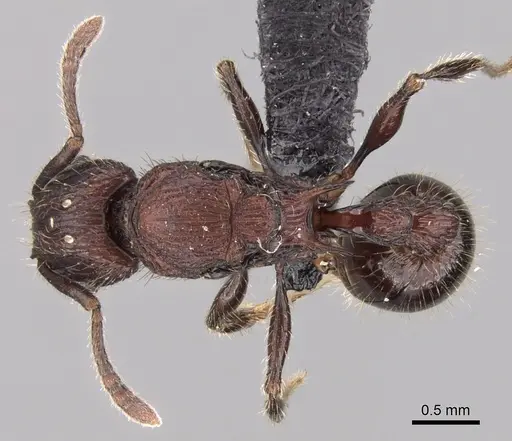 Tetramorium aherni specimen CASENT0045751 image casent0045751_1