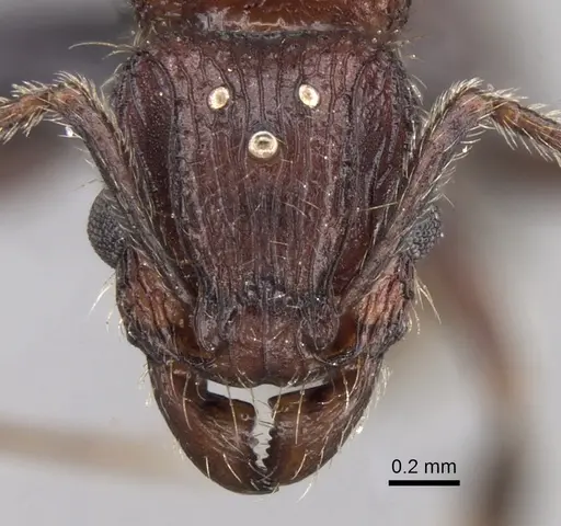 Tetramorium aherni specimen CASENT0045751 image casent0045751_2