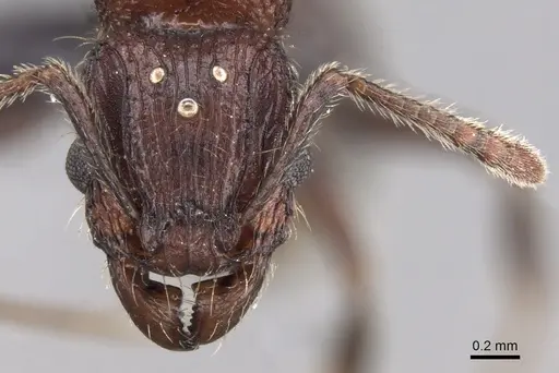Tetramorium aherni specimen CASENT0045751 image casent0045751_3