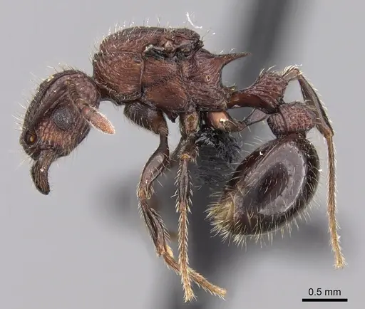 Tetramorium aherni specimen CASENT0045751 image casent0045751_4