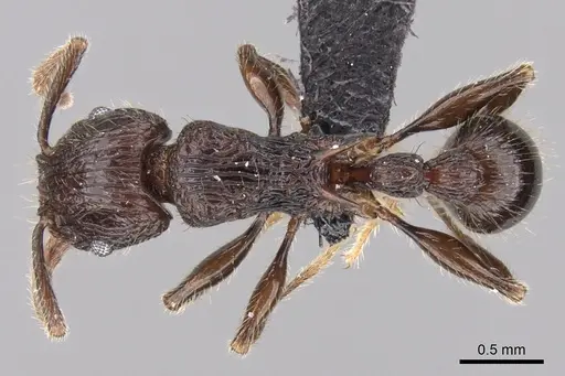 Tetramorium aherni specimen CASENT0045755 image casent0045755_1