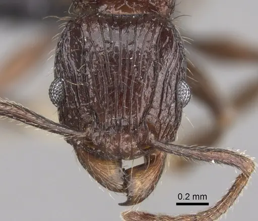 Tetramorium aherni specimen CASENT0045755 image casent0045755_2