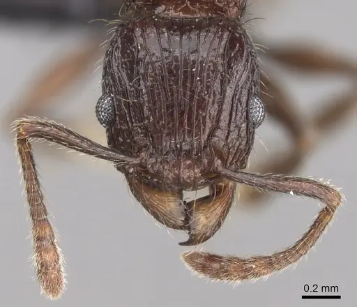 Tetramorium aherni specimen CASENT0045755 image casent0045755_3