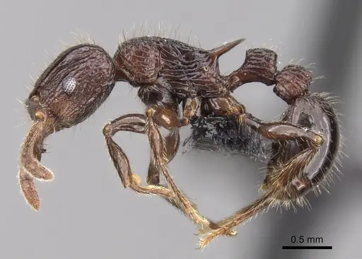 Tetramorium aherni specimen CASENT0045755 image casent0045755_4