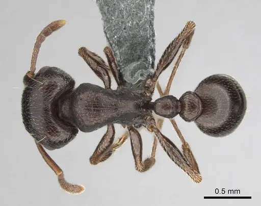 Tetramorium aisha specimen CASENT0812361 image casent0812361_1